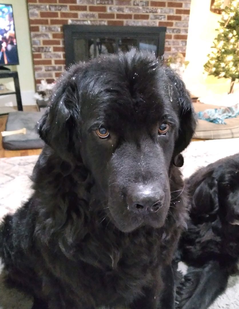 Gus, a Adopted Newfoundland Dog in Lees Summit, MO image 4/5