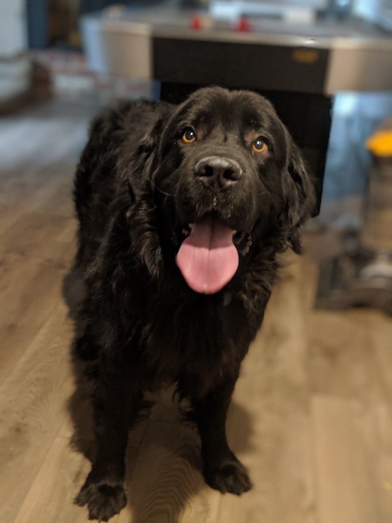 Gus, a Adopted Newfoundland Dog in Lees Summit, MO image 5/5