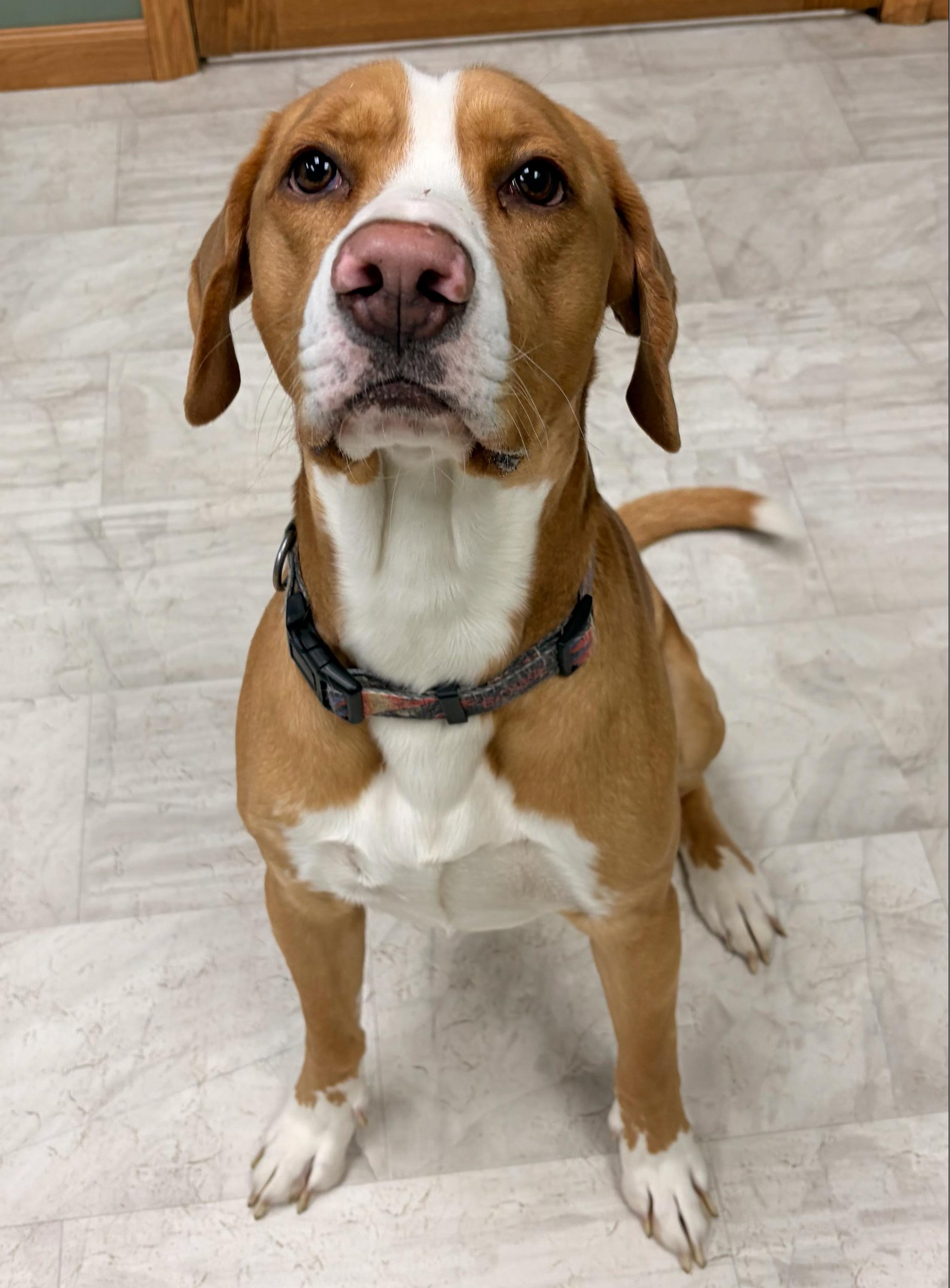 Enlarge Thomas, a Adoptable mixed breed in Neillsville, WI image 5/5