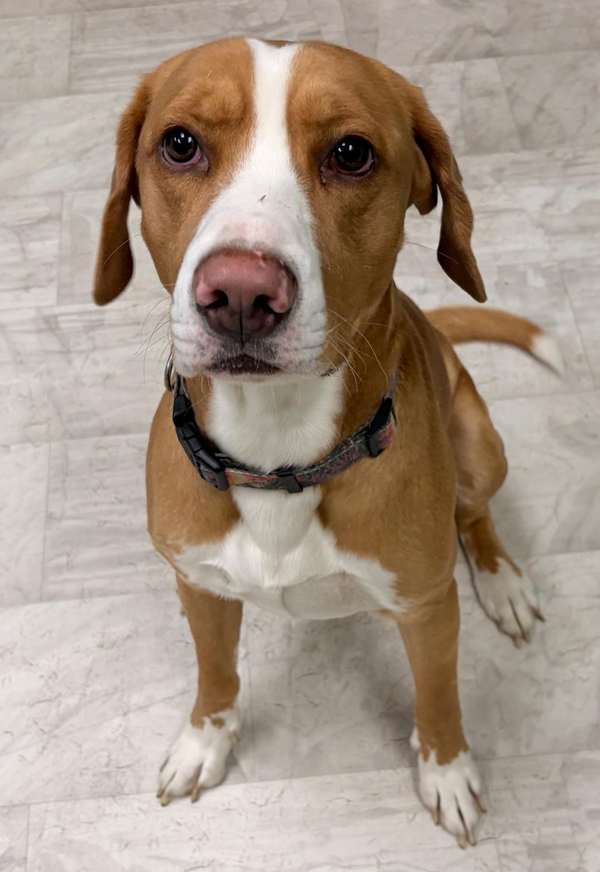 Thomas, Adoptable, Young Male Hound.