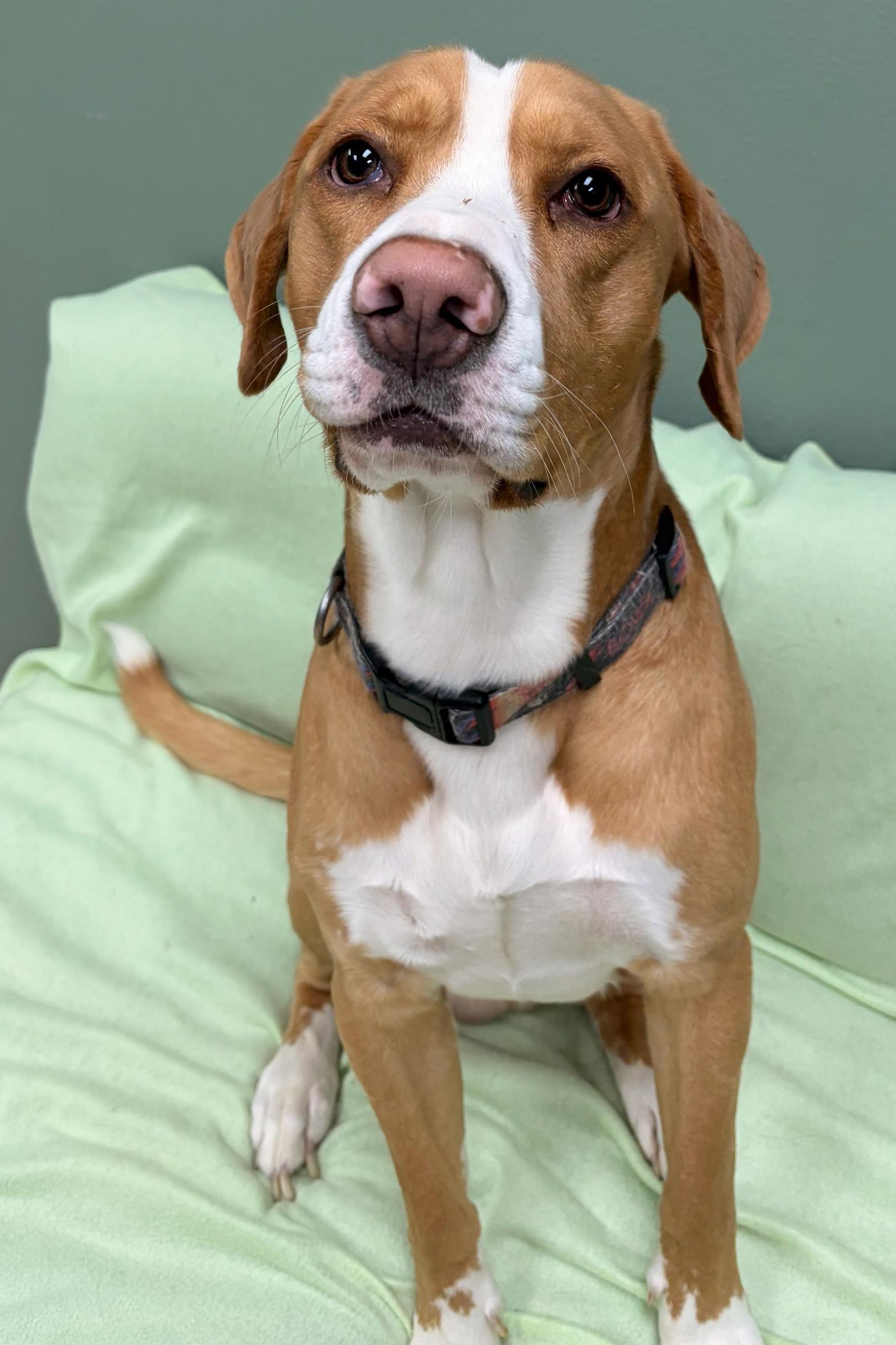 Enlarge Thomas, a Adoptable mixed breed in Neillsville, WI image 2/5