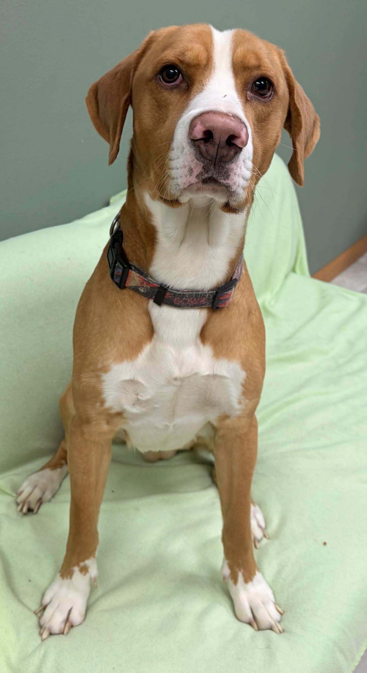 Enlarge Thomas, a Adoptable mixed breed in Neillsville, WI image 4/5