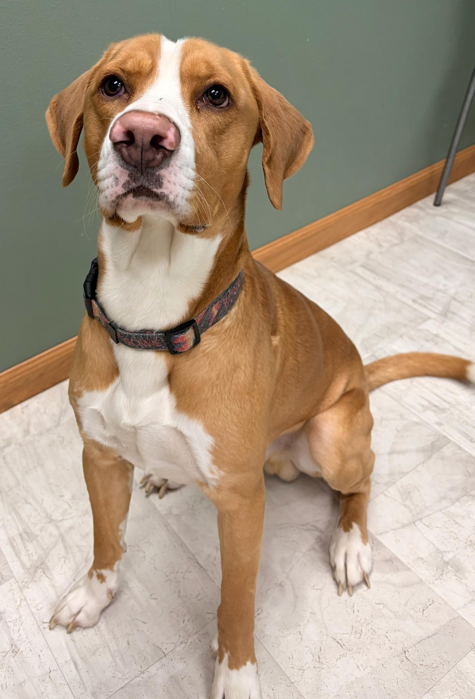 Enlarge Thomas, a Adoptable mixed breed in Neillsville, WI image 3/5