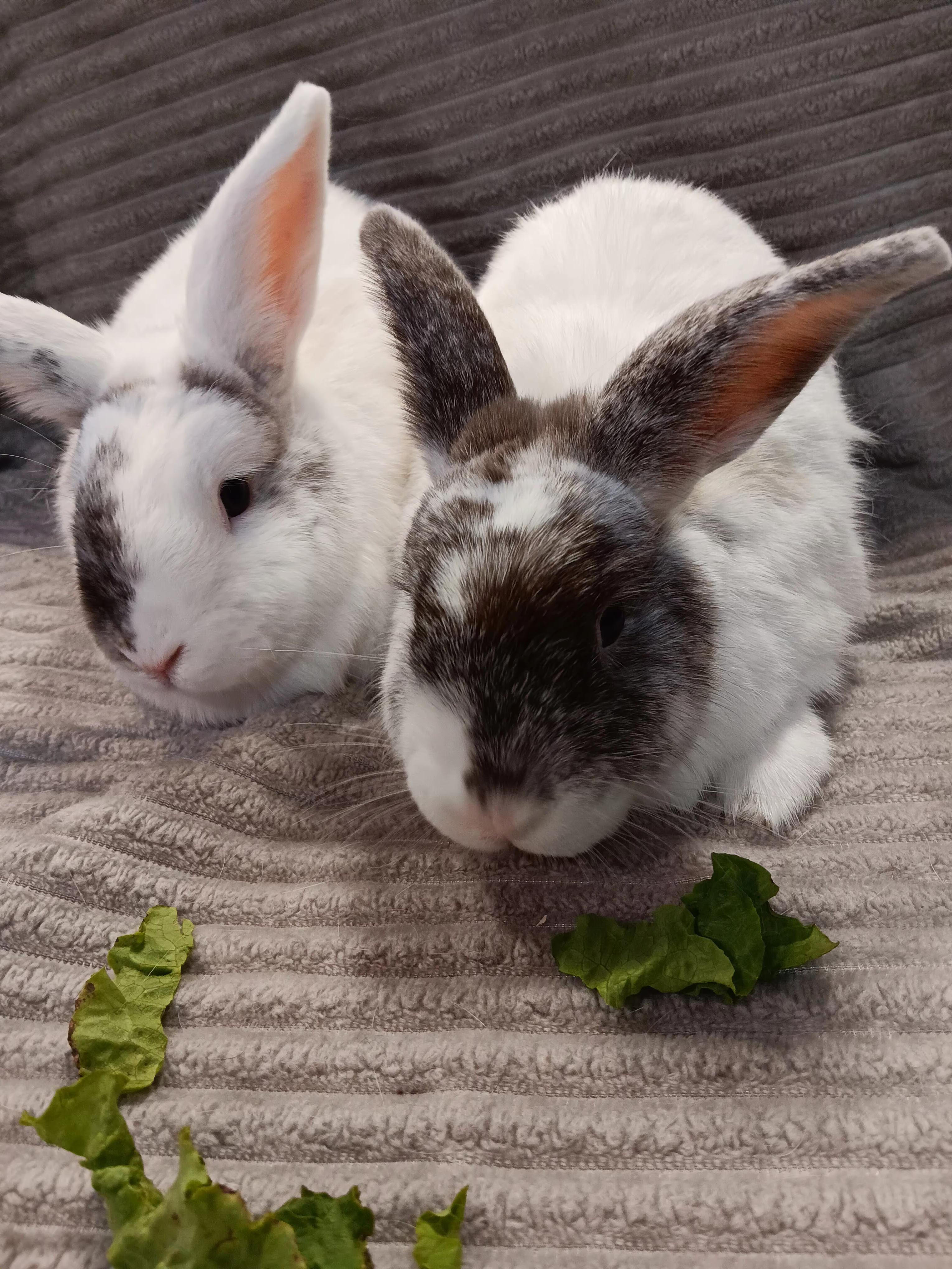 Marigold and Peaches, Adopted, Adult Female Harlequin.