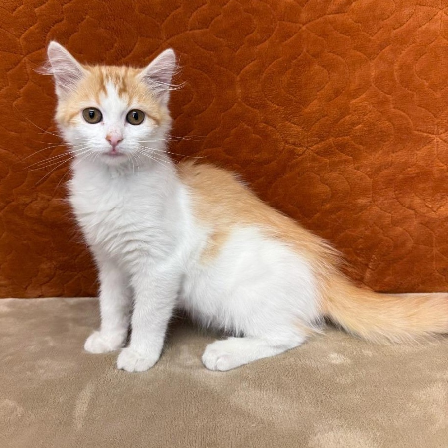 Honey, Adopted, Kitten Female Domestic Medium Hair.