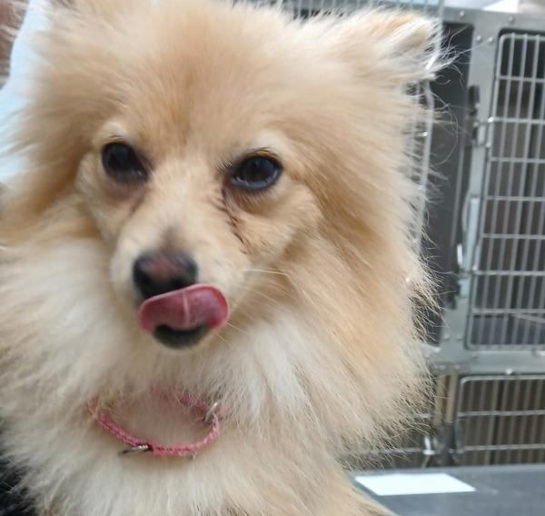 Enlarge Baby, a Adopted mixed breed in Sioux City, IA image 1/1