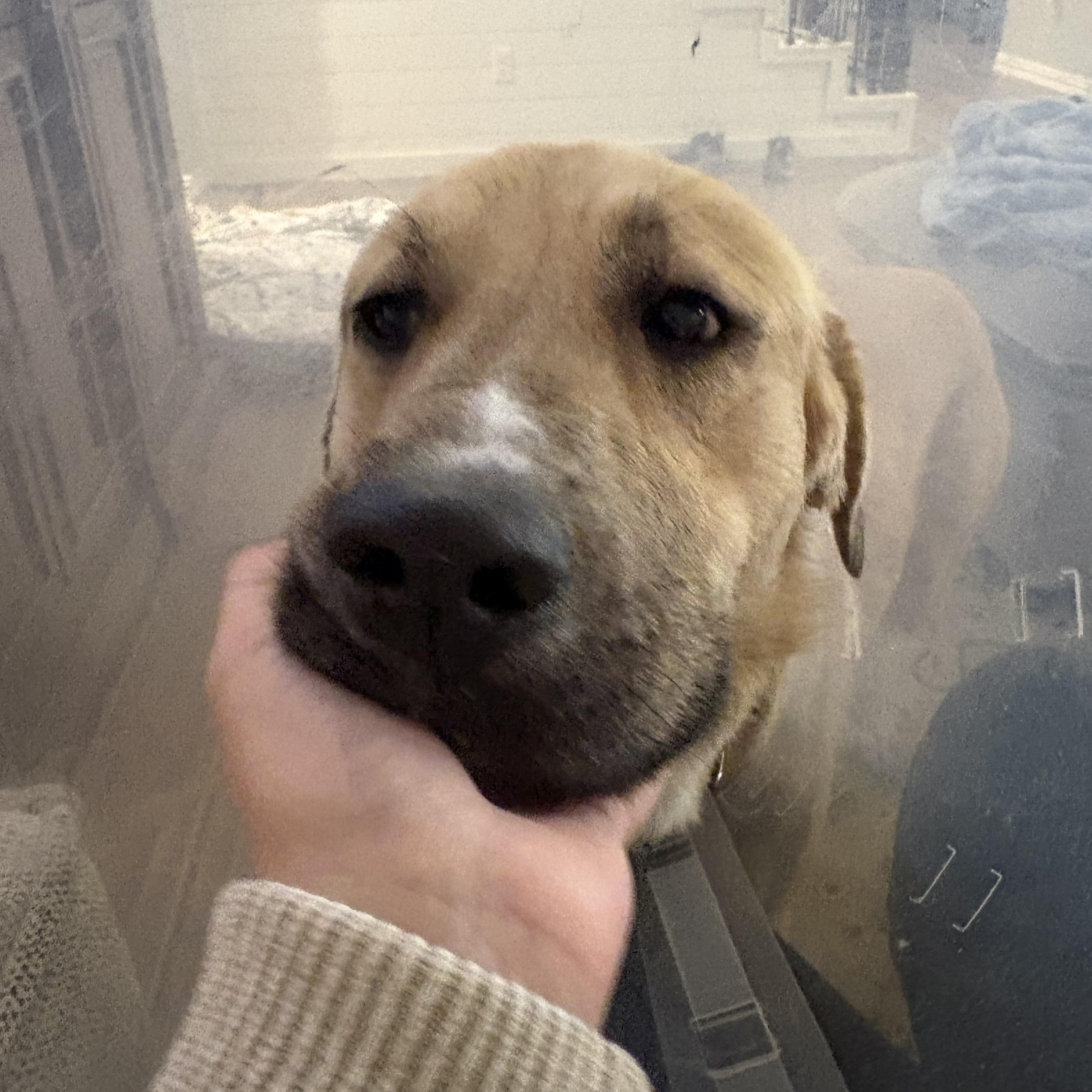 Barron — thumbnail 5