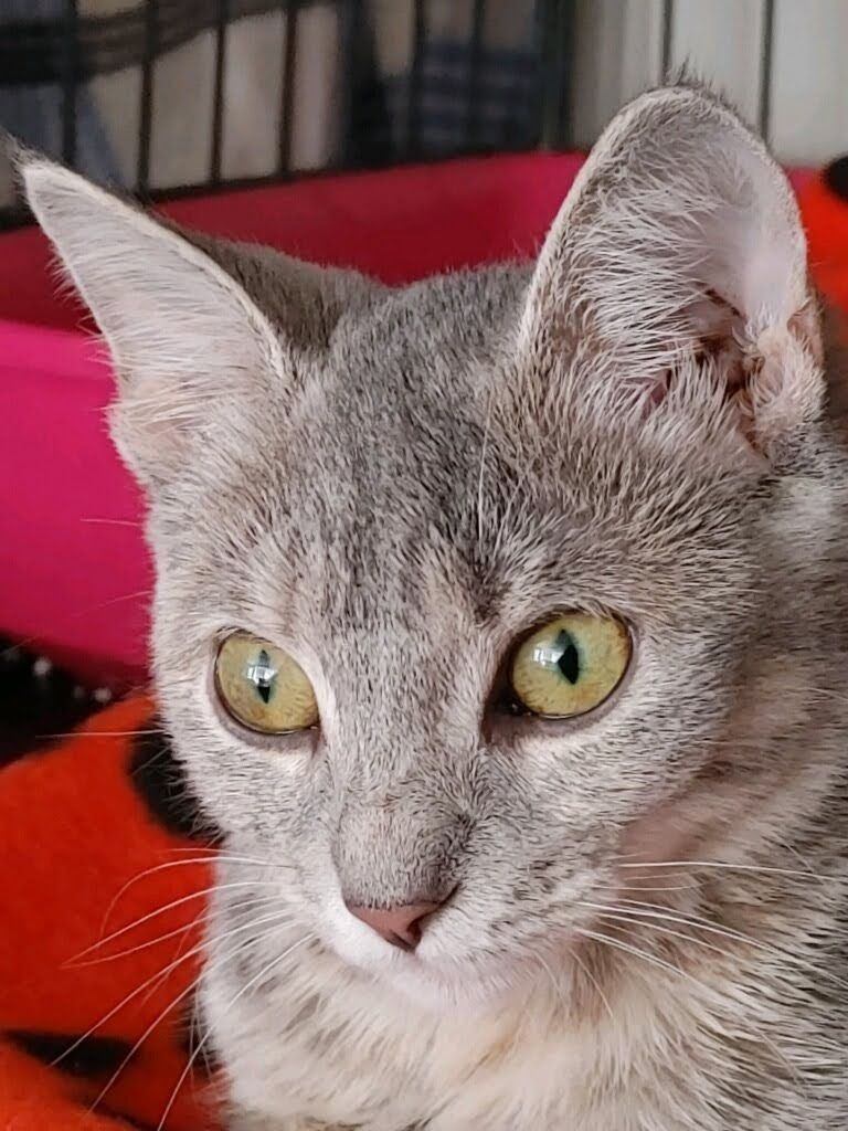 Christie, Adopted, Young Female Domestic Short Hair.