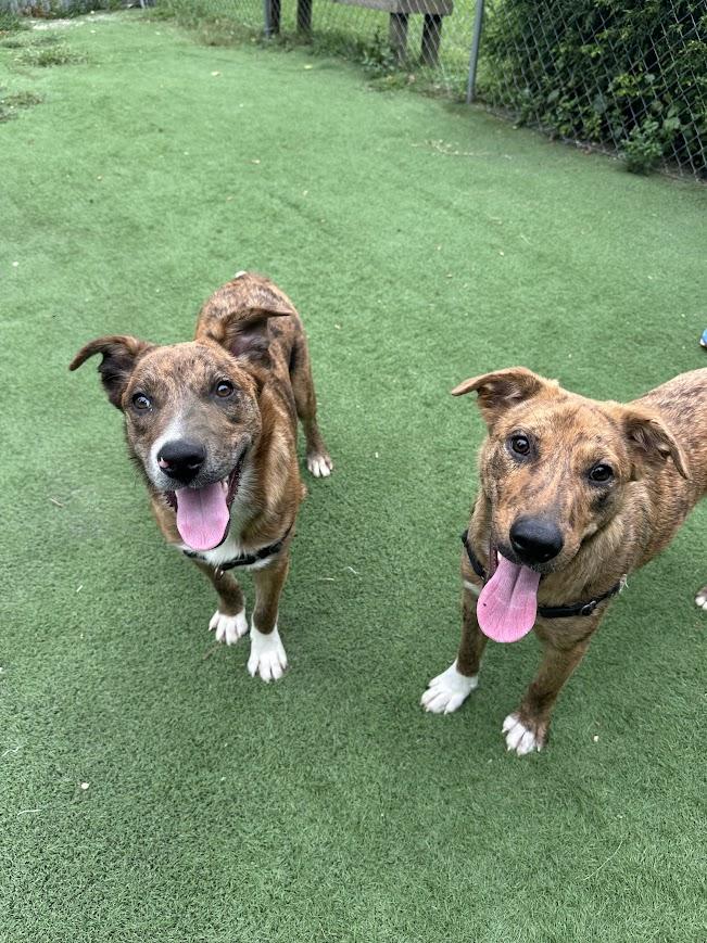 Enlarge Tsunami, a Adoptable mixed breed in Ocean View, NJ image 1/6