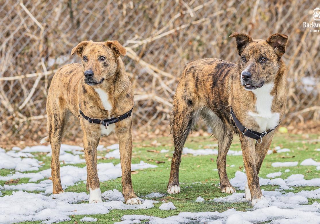 Tsunami, a Adoptable mixed breed in Ocean View, NJ image 6/6