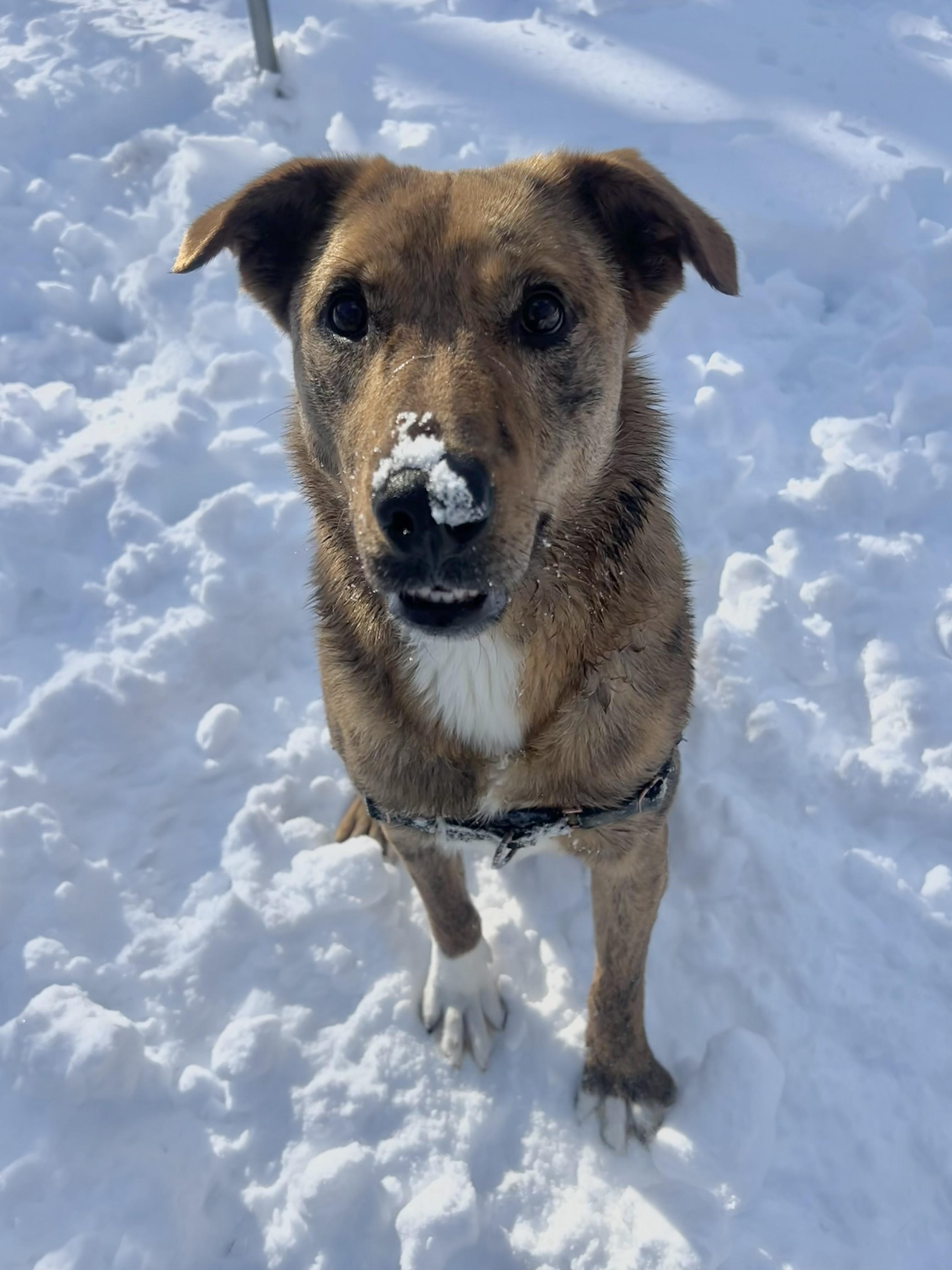 Enlarge Tsunami, a Adoptable mixed breed in Ocean View, NJ image 5/5