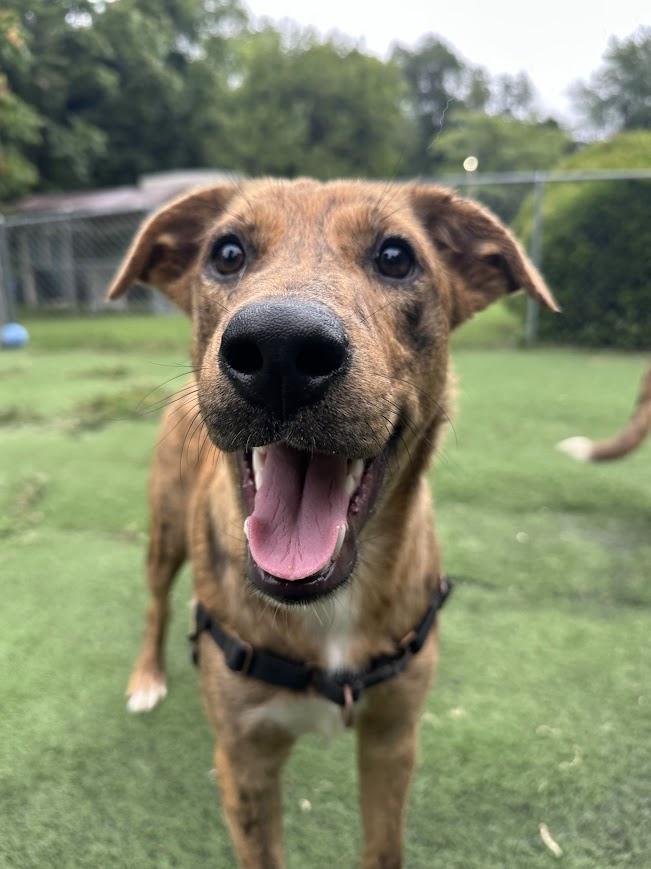 Enlarge Tsunami, a Adoptable mixed breed in Ocean View, NJ image 5/6