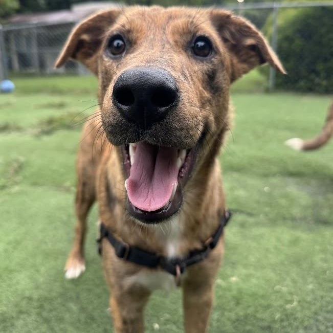 Tsunami, a Adoptable mixed breed in Ocean View, NJ image 5/6