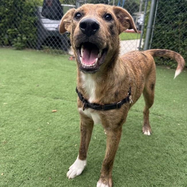 Tsunami, a Adoptable mixed breed in Ocean View, NJ image 4/6