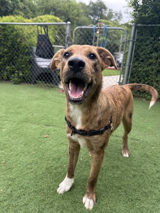 Enlarge Tsunami, a Adoptable mixed breed in Ocean View, NJ image 3/6