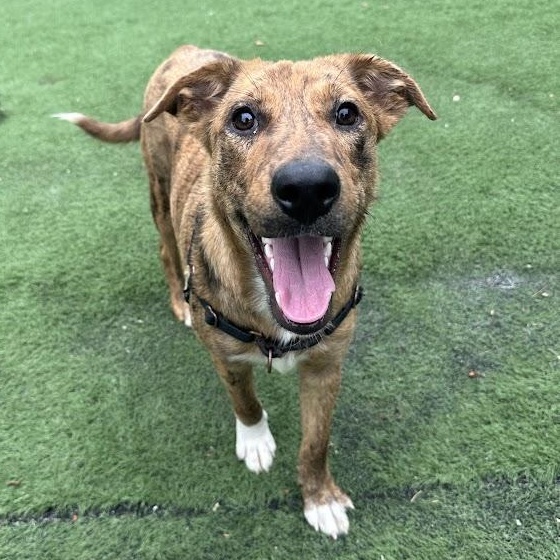 Tsunami, a Adoptable mixed breed in Ocean View, NJ image 2/6