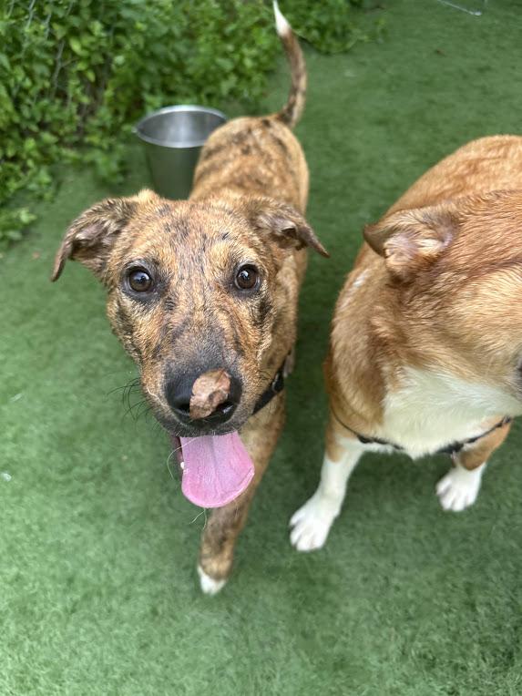 Enlarge Tsunami, a Adoptable mixed breed in Ocean View, NJ image 4/6