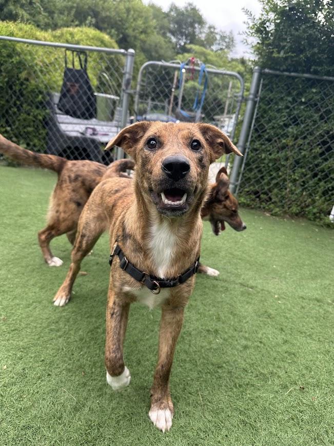 Enlarge Tsunami, a Adoptable mixed breed in Ocean View, NJ image 6/6