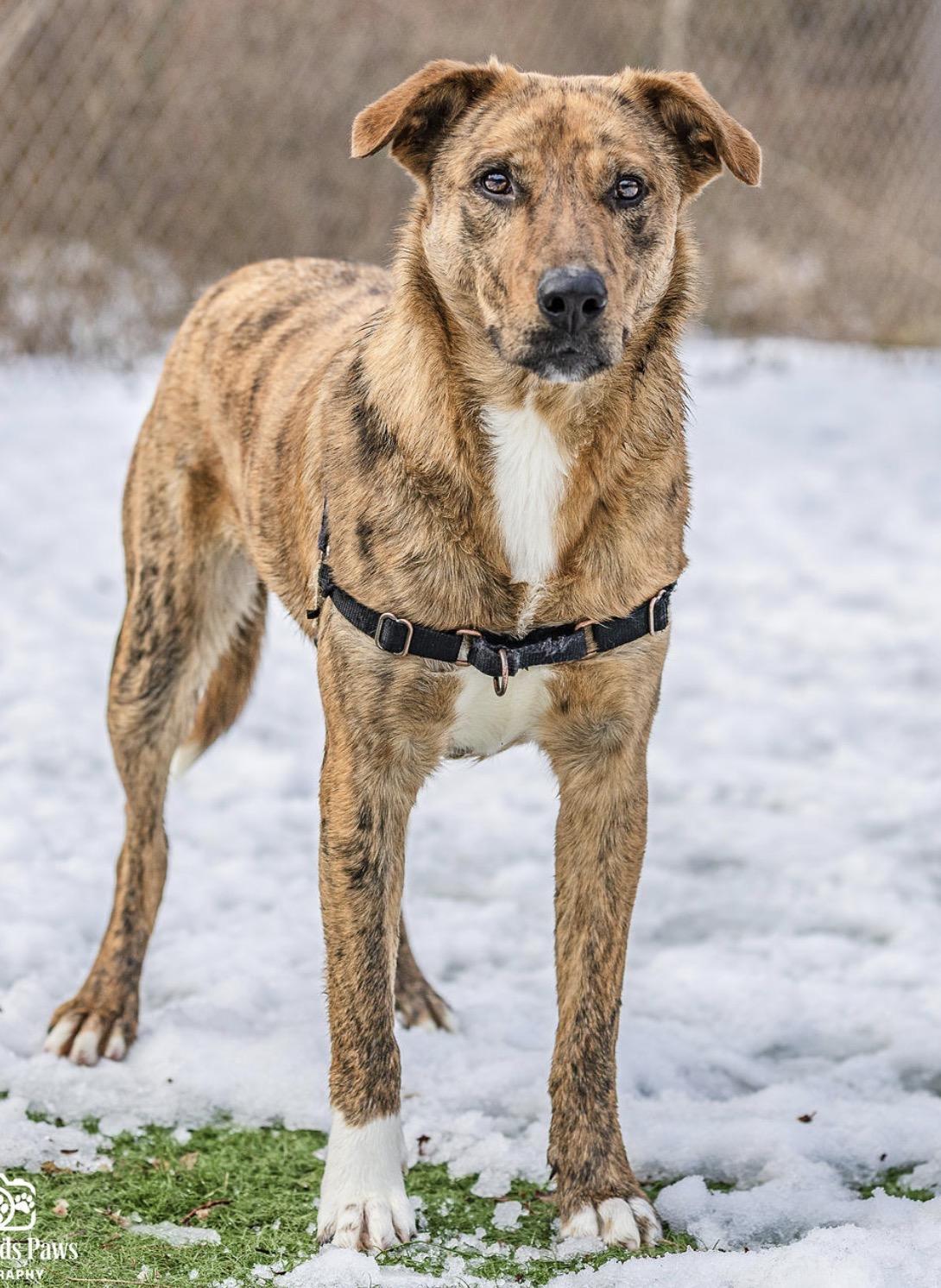 Tsunami, a Adoptable mixed breed in Ocean View, NJ image 3/6