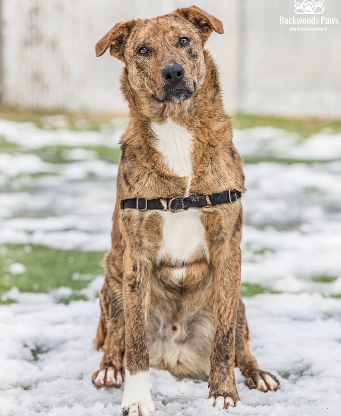 Tsunami, Adoptable, Puppy Male Mixed Breed.