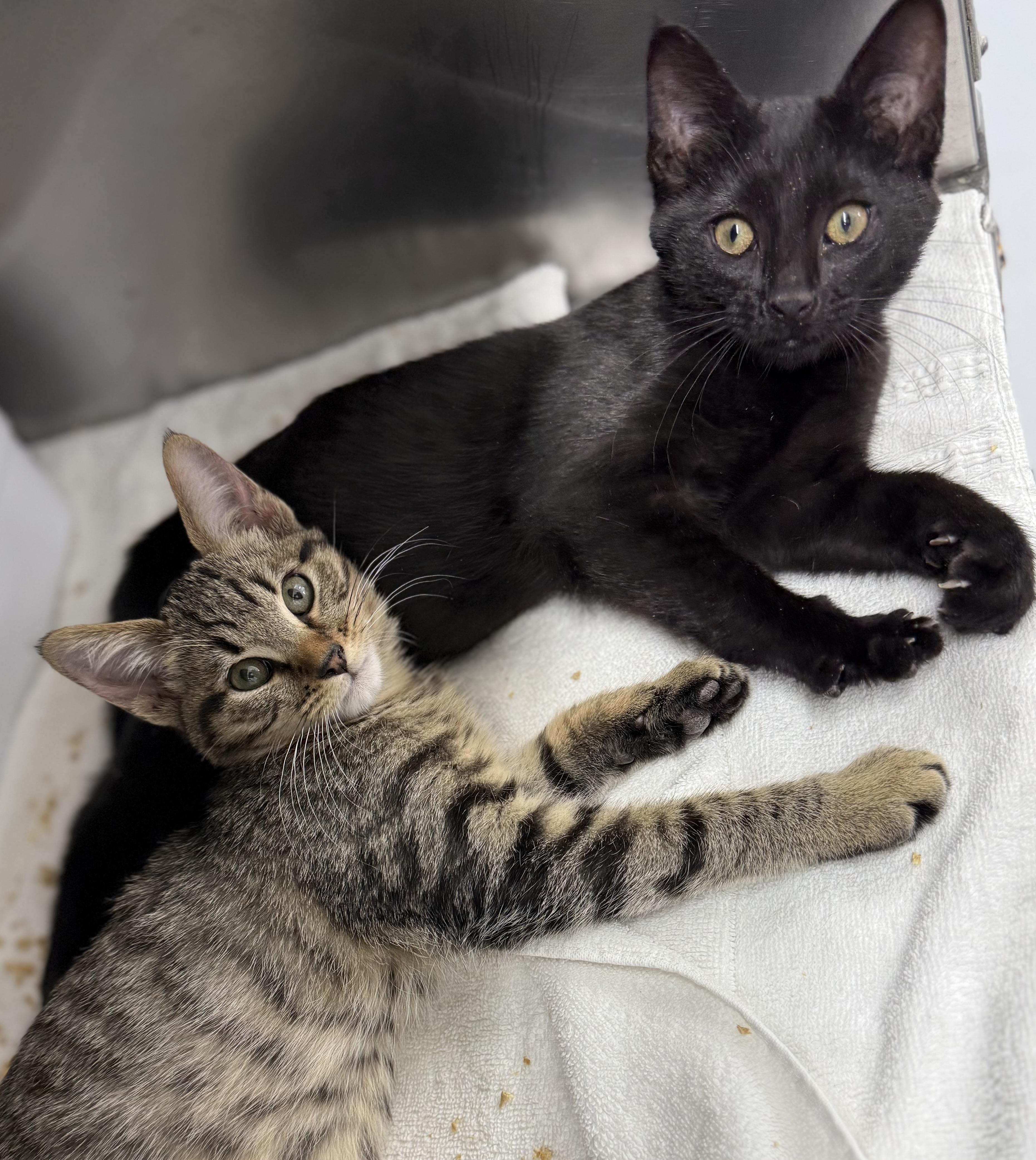 Enlarge Jingle and Jangle , a ADOPTABLE Domestic Short Hair in Mount Vernon, OH image 2/2