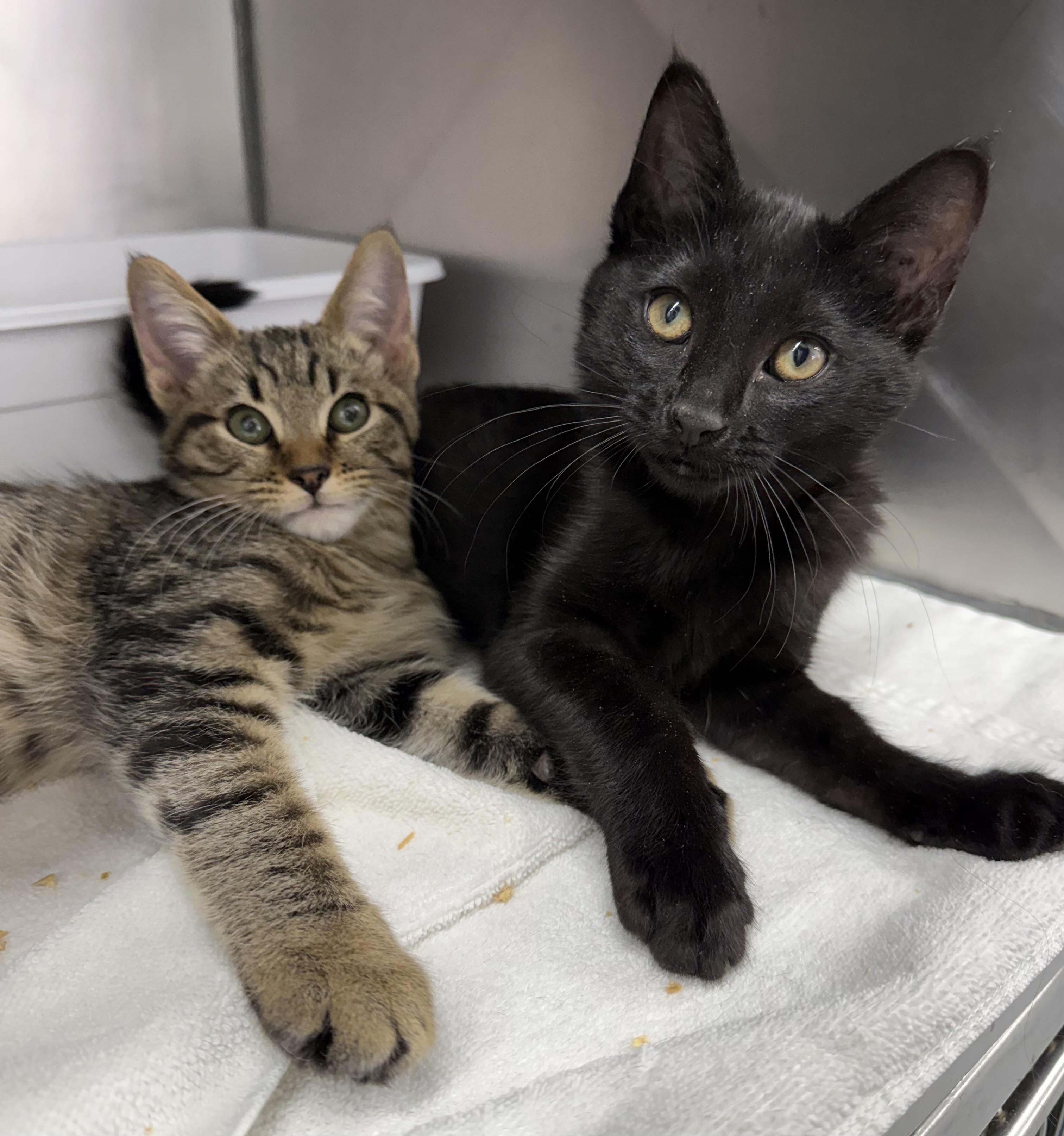 Enlarge Jingle and Jangle , a ADOPTABLE Domestic Short Hair in Mount Vernon, OH image 1/2