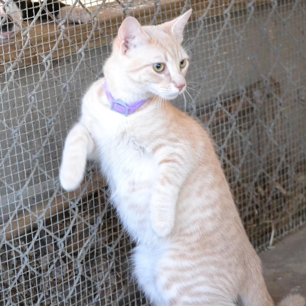 Curly, Adoptable, Young Male Domestic Short Hair & Domestic Short Hair.