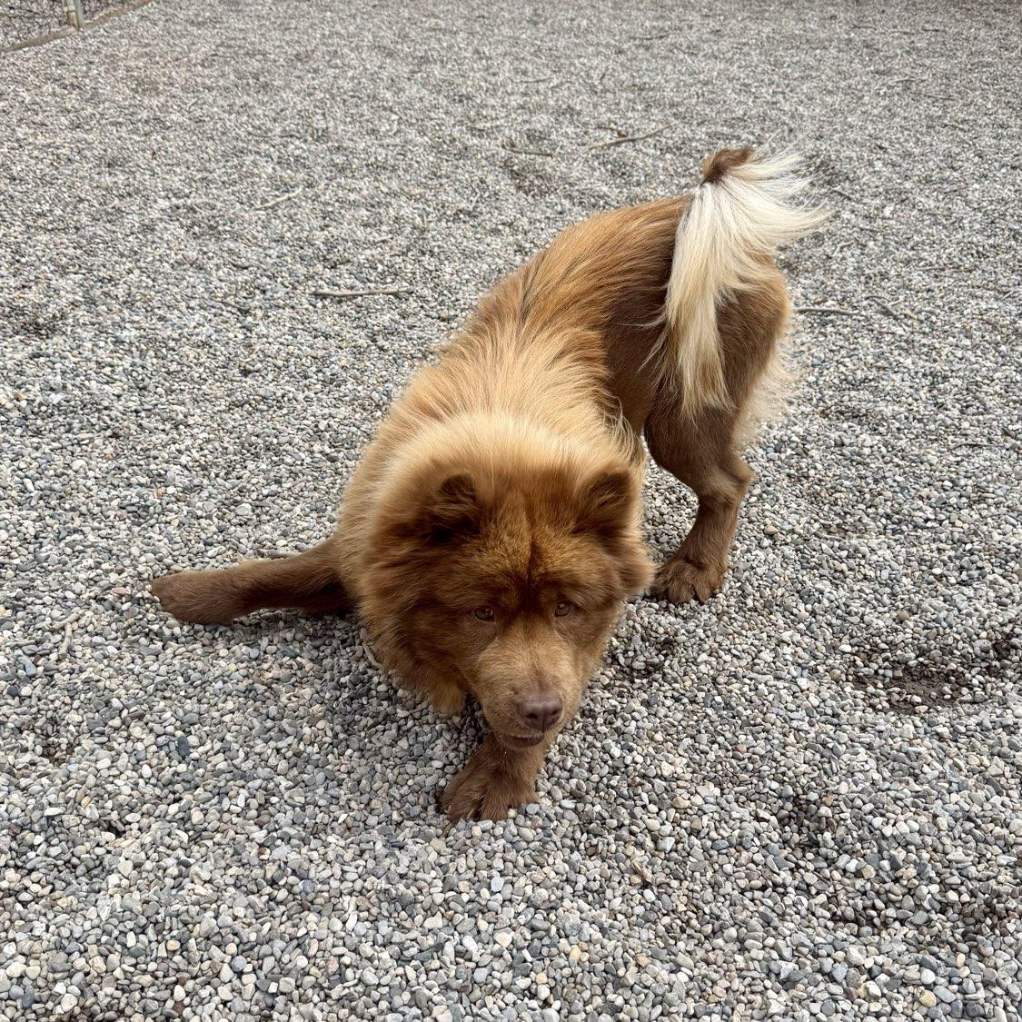 Venus, a ADOPTABLE mixed breed in Adrian, MI image 5/6