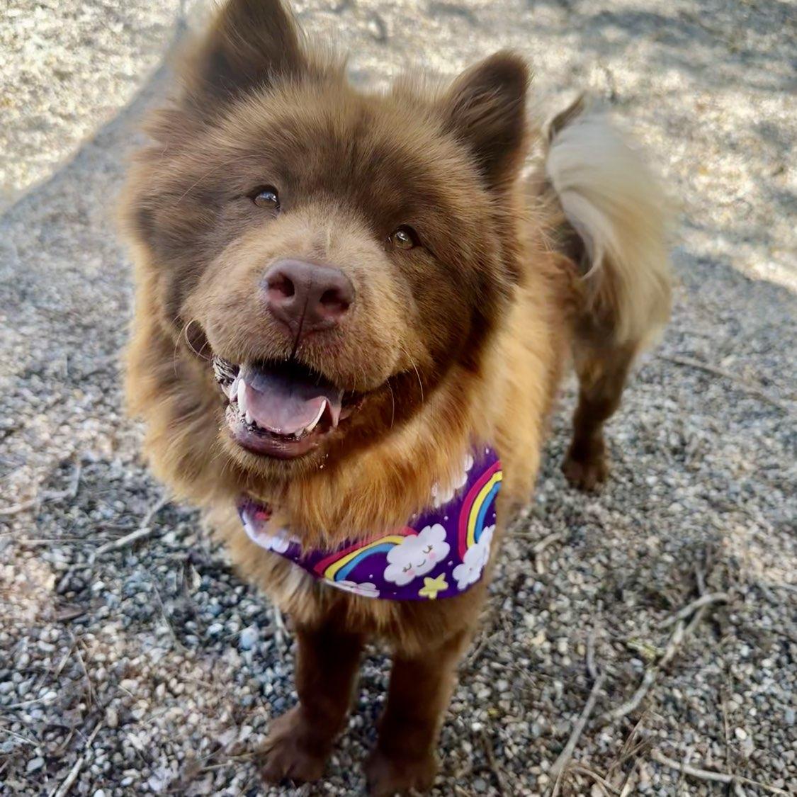 Venus, a ADOPTABLE mixed breed in Adrian, MI image 2/6