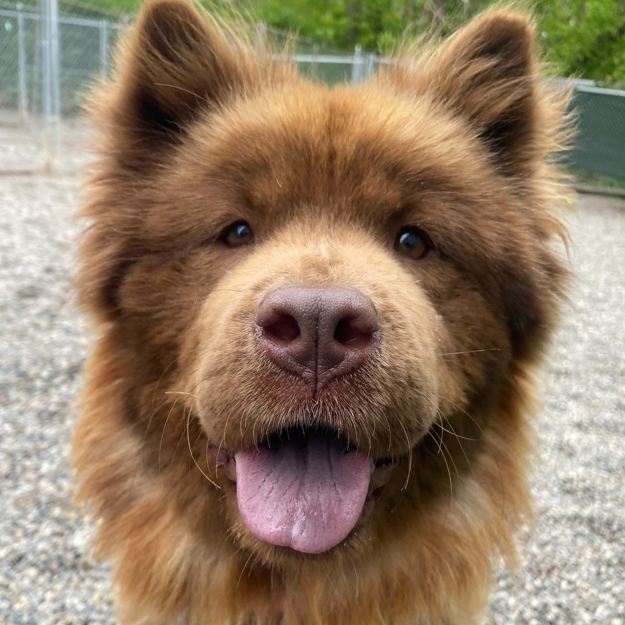 Venus, ADOPTABLE, Adult Female Chow Chow.