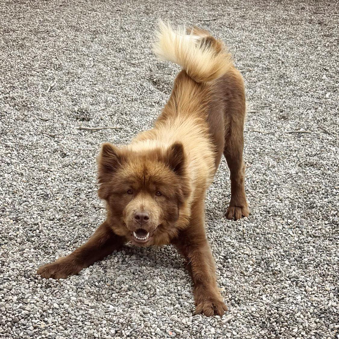Venus, a ADOPTABLE mixed breed in Adrian, MI image 3/6
