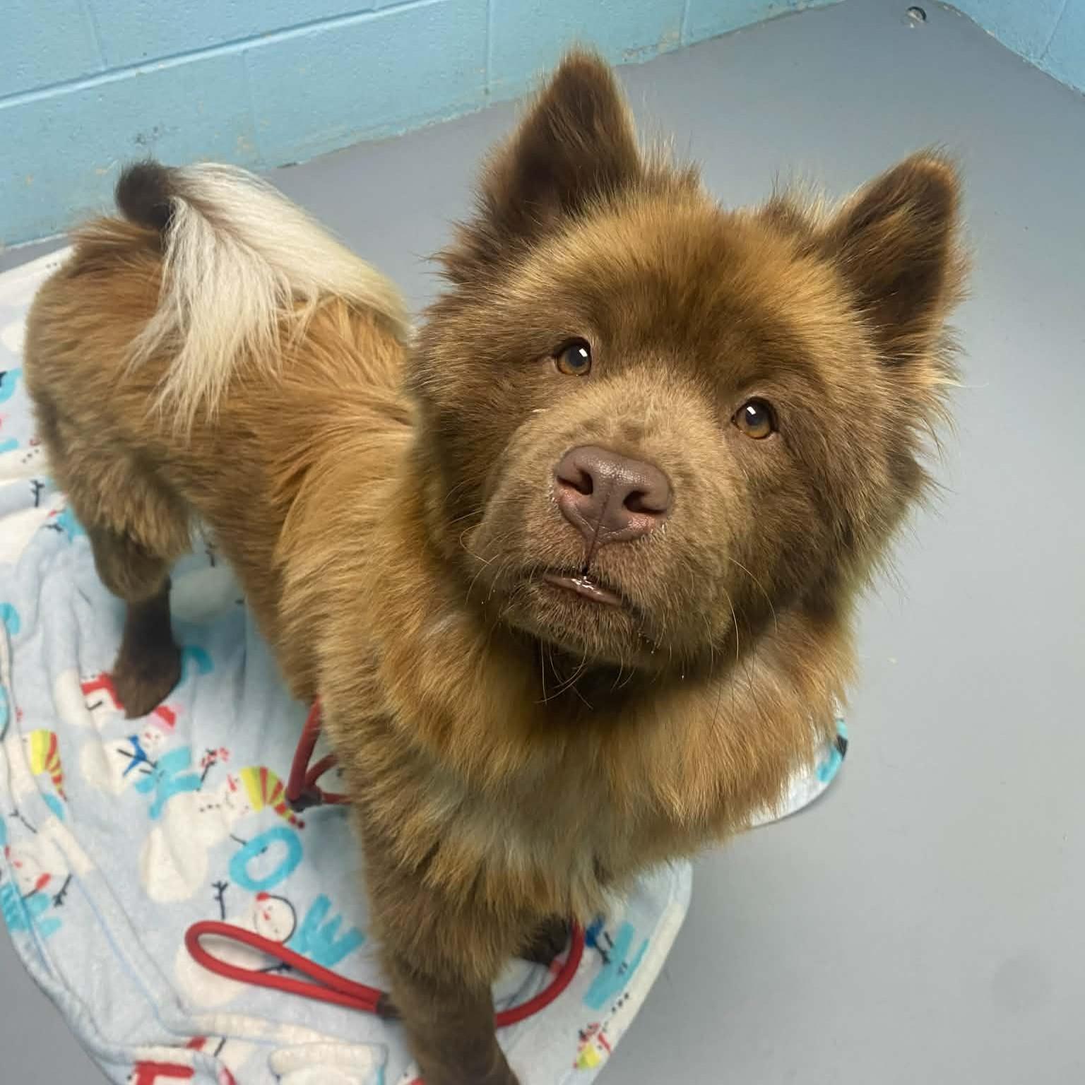 Venus, a ADOPTABLE mixed breed in Adrian, MI image 6/6