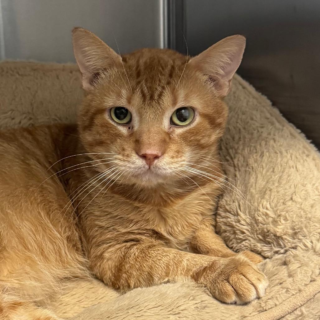 Heathcliff, a Adoptable Domestic Short Hair in Jupiter, FL image 1/2