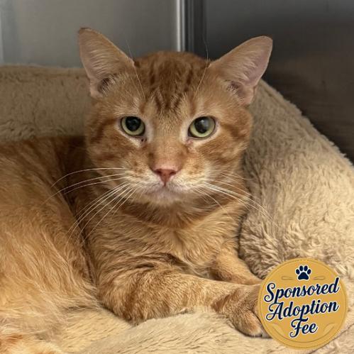 Heathcliff, a Adoptable Domestic Short Hair in Jupiter, FL image 2/2