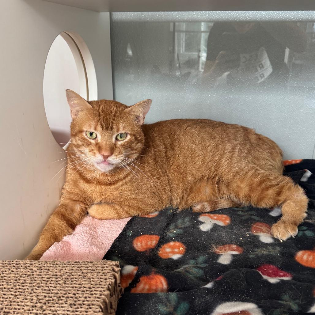 Enlarge Heathcliff, a Adoptable Domestic Short Hair in Jupiter, FL image 3/5