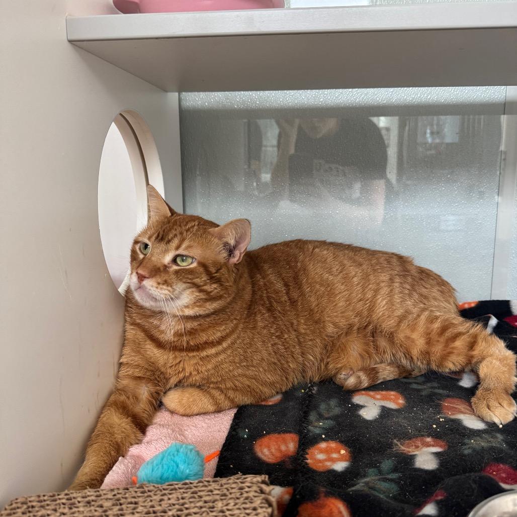 Enlarge Heathcliff, a Adoptable Domestic Short Hair in Jupiter, FL image 4/5