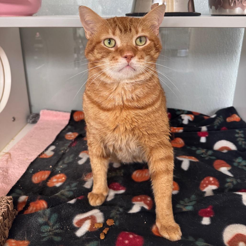 Enlarge Heathcliff, a Adoptable Domestic Short Hair in Jupiter, FL image 5/5