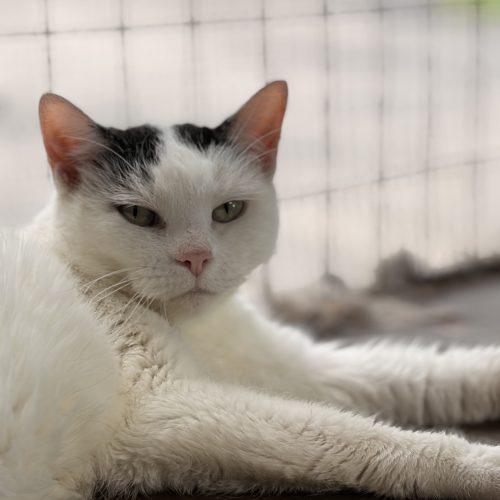 Enlarge Gianna, a Adoptable Domestic Short Hair in Tipp City, OH image 1/6
