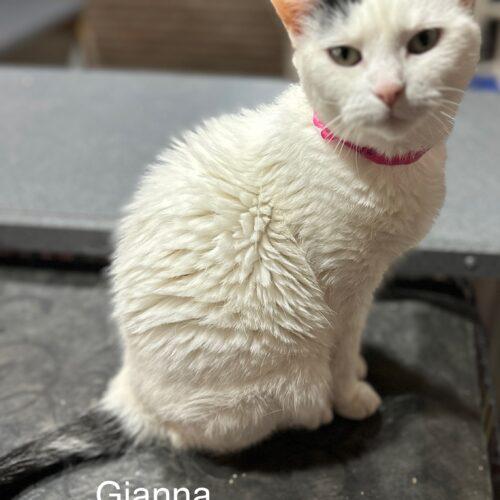 Gianna, Adoptable, Senior Female Domestic Short Hair.