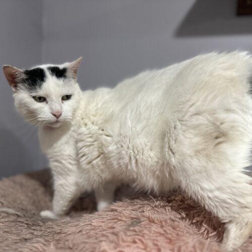 Gianna, a Adoptable Domestic Short Hair in Tipp City, OH image 2/5