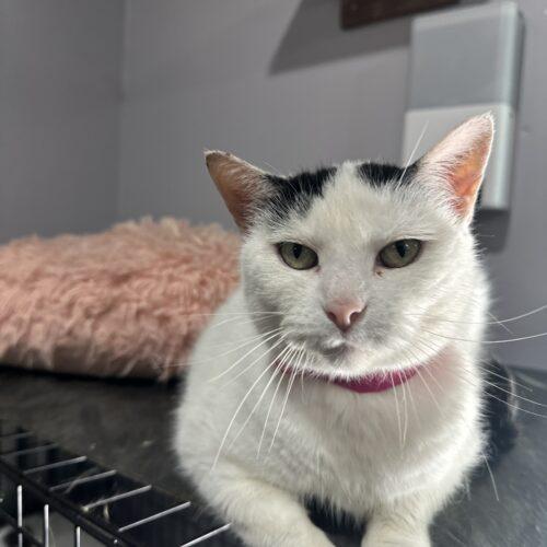 Gianna, a Adoptable Domestic Short Hair in Tipp City, OH image 3/5