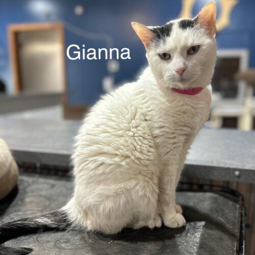 Gianna, a Adoptable Domestic Short Hair in Tipp City, OH image 4/5