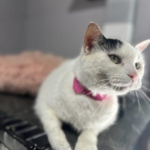Gianna, a Adoptable Domestic Short Hair in Tipp City, OH image 5/5