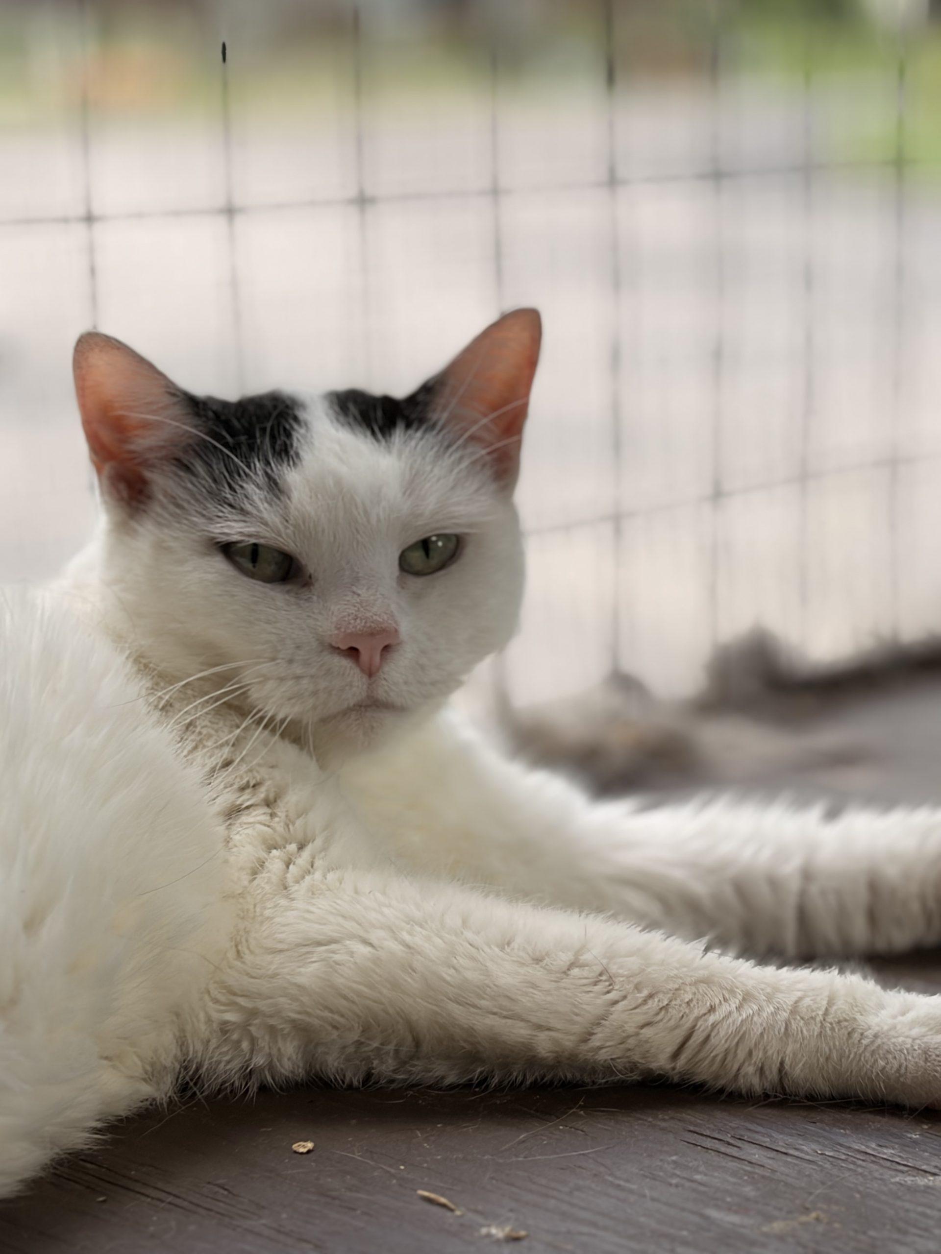 Gianna, a Adoptable Domestic Short Hair in Tipp City, OH image 1/6