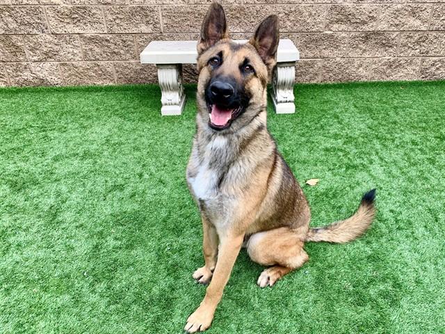 SPARTAN, Adoptable, Young Male Belgian Shepherd / Malinois & Mixed Breed.