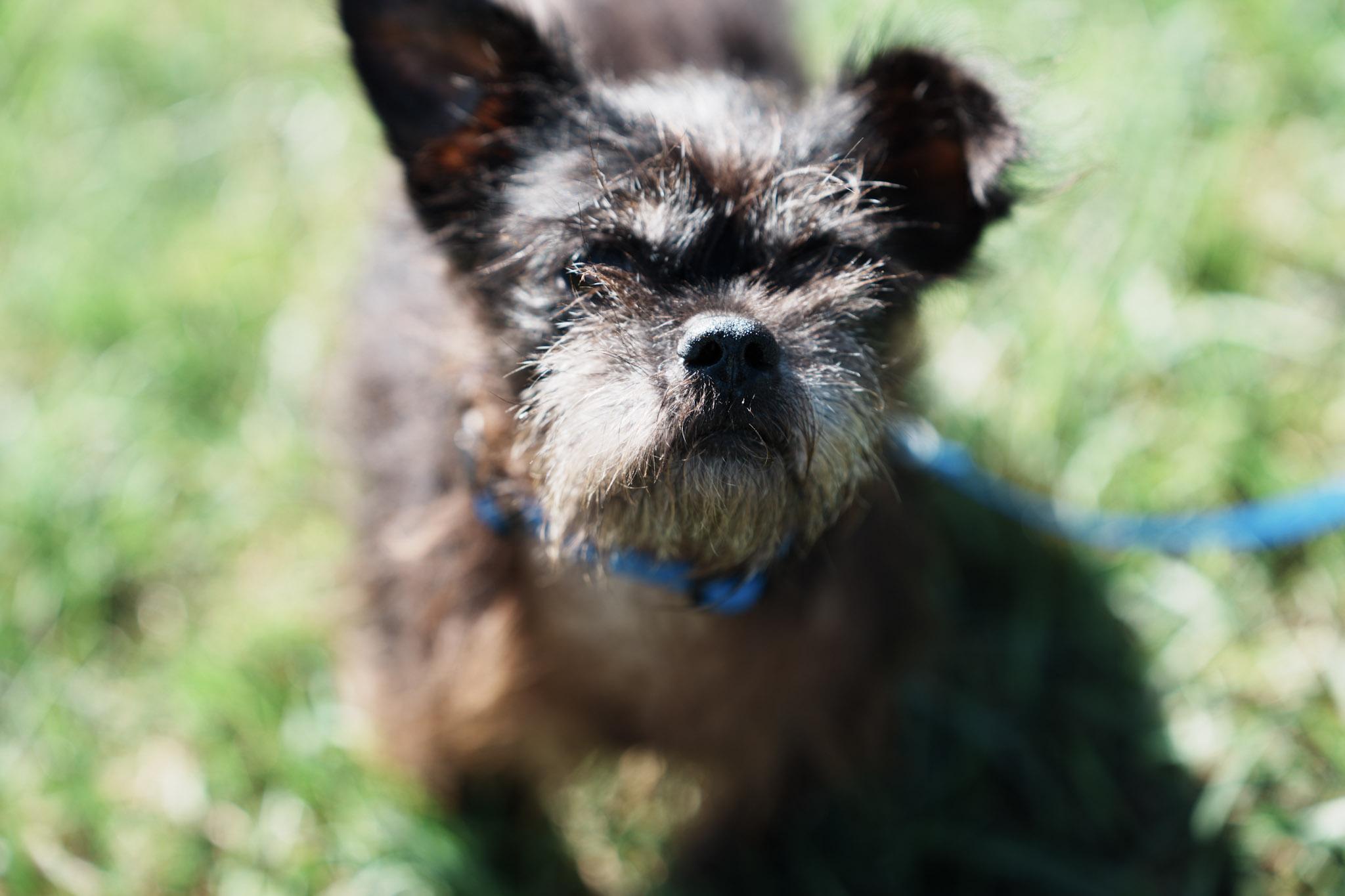 Enlarge Max, a Adoptable mixed breed in Wappingers Falls, NY image 2/2