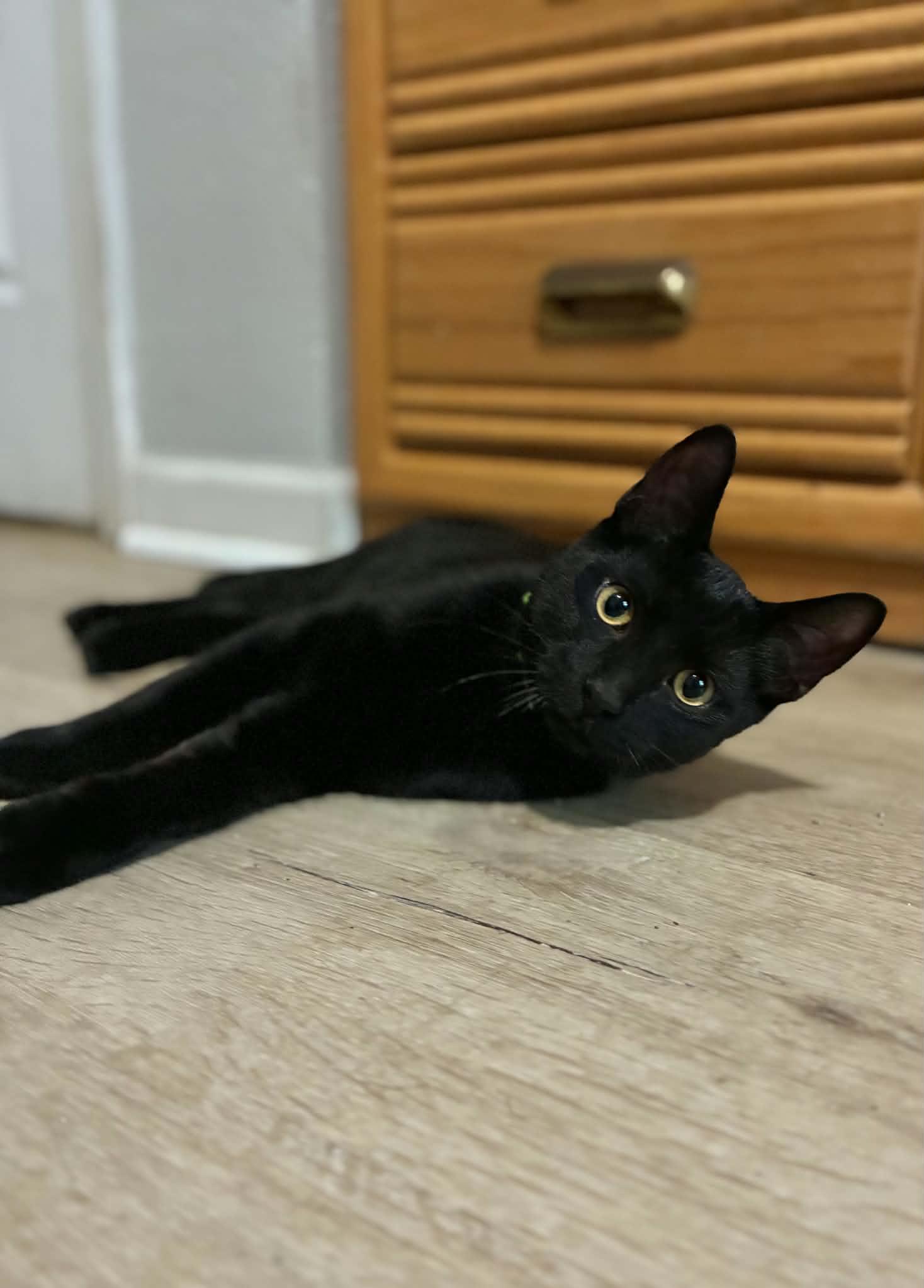Enlarge Starling, a Adoptable American Shorthair in Gulfport, MS image 2/6