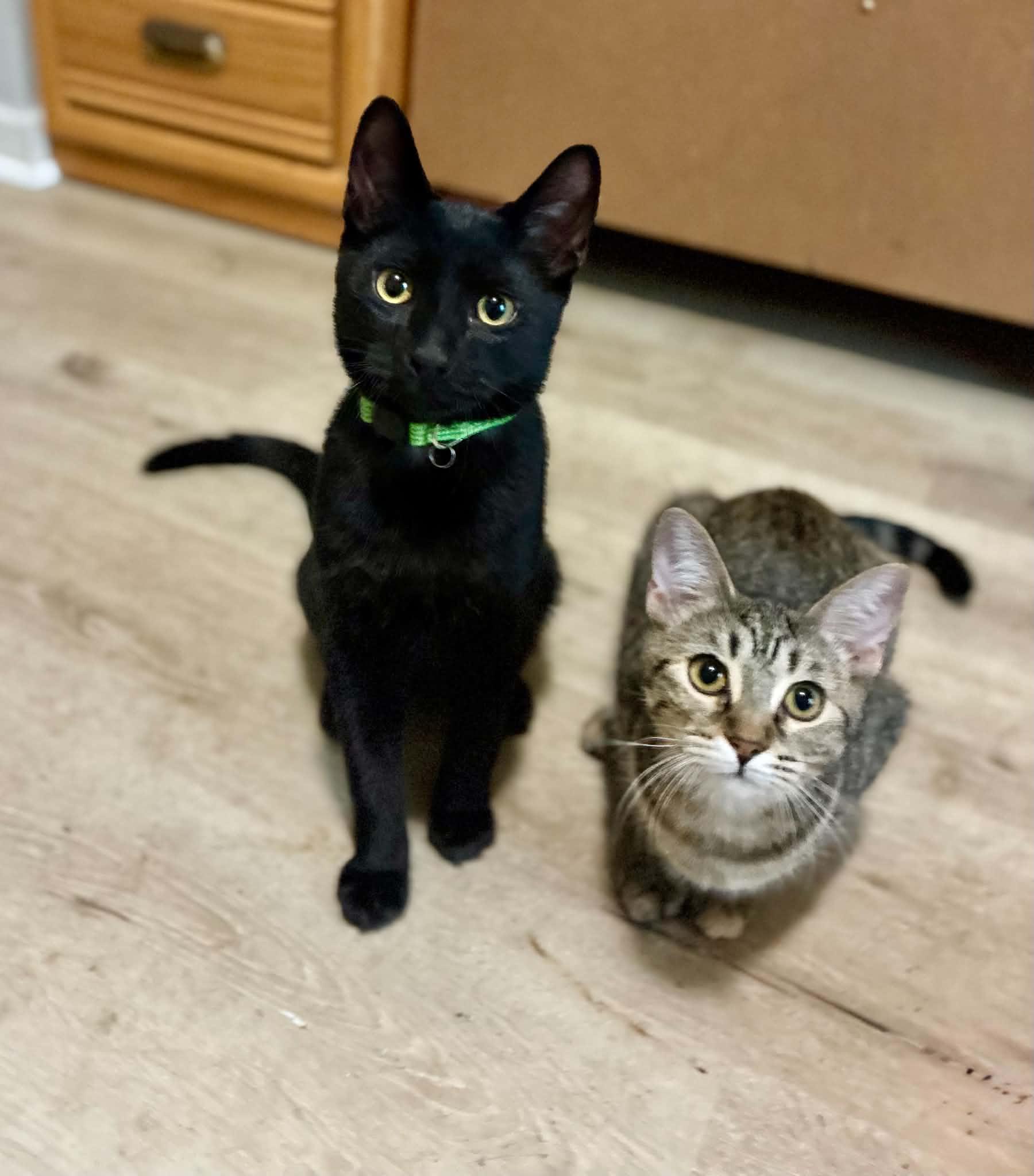 Enlarge Starling, a Adoptable American Shorthair in Gulfport, MS image 5/6