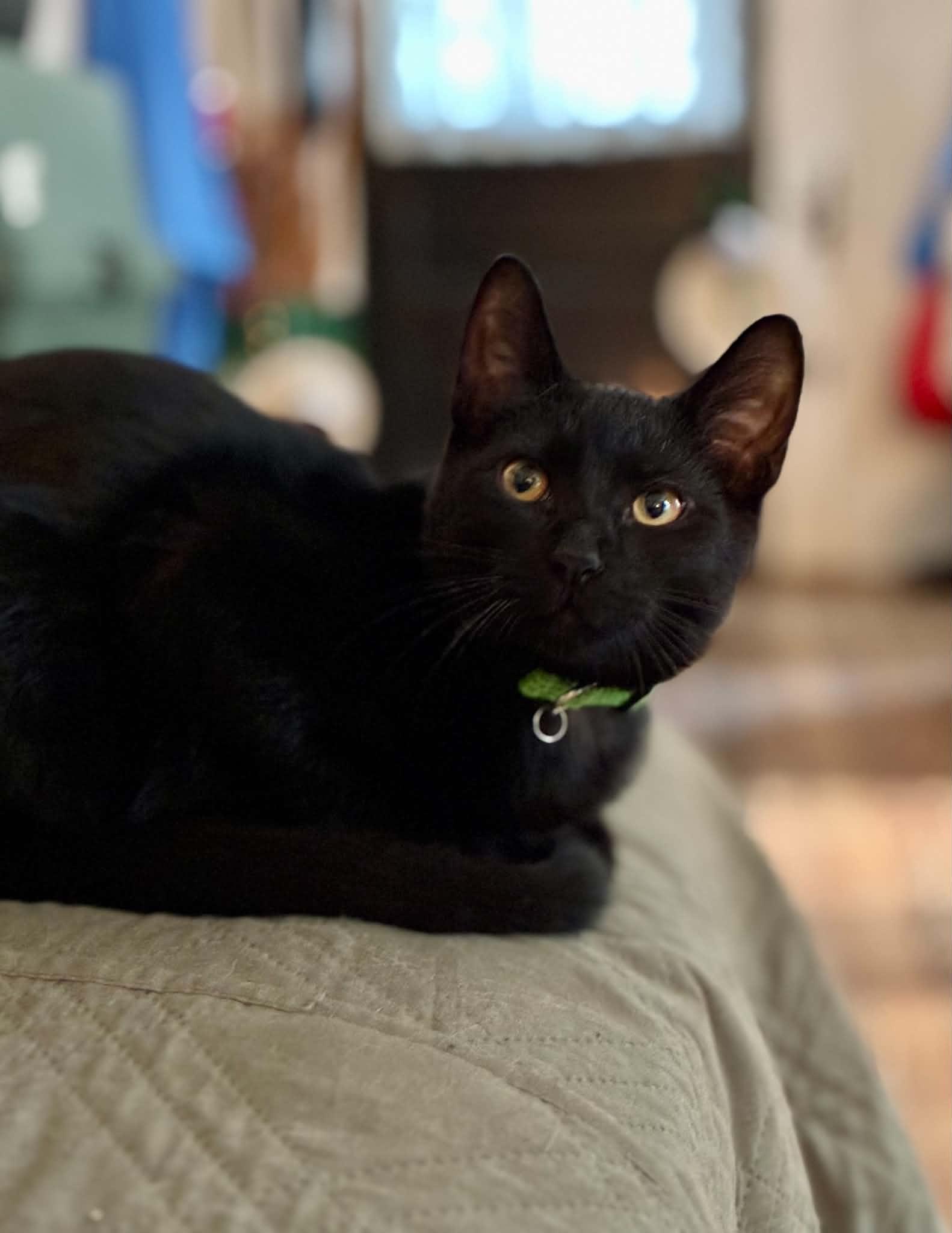 Enlarge Starling, a Adoptable American Shorthair in Gulfport, MS image 3/6