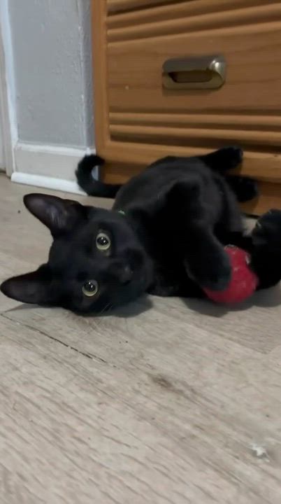 Enlarge Starling, a Adoptable American Shorthair in Gulfport, MS video 6/6